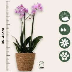 Fjärilsorkidé - Phalaenopsis Multiflora med korg - Höjd 35-45cm - ⌀12cm