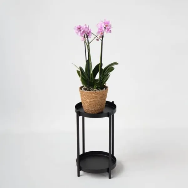Fjärilsorkidé - Phalaenopsis Multiflora med korg - Höjd 35-45cm - ⌀12cm