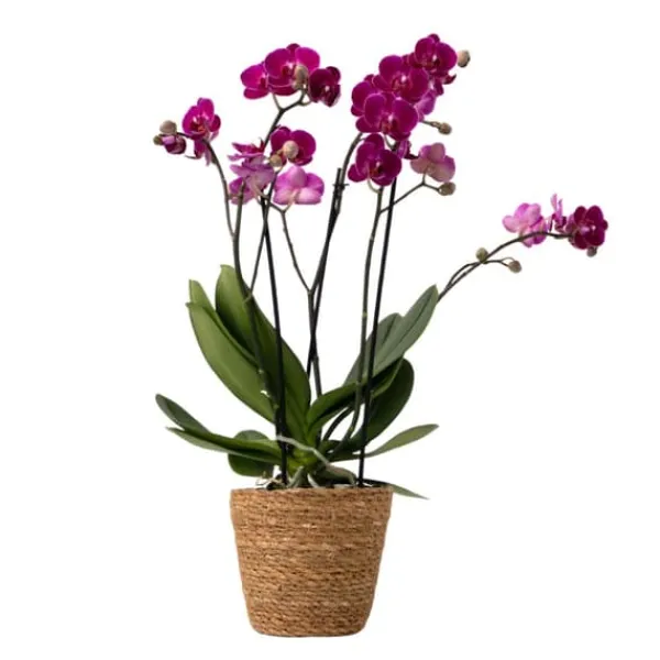 Fjärilsorkidé - Phalaenopsis Multiflora med korg - Höjd 35-45cm - ⌀12cm