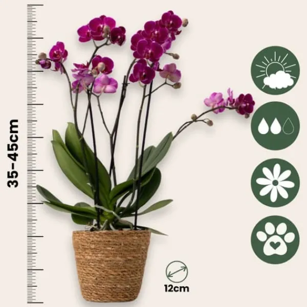 Fjärilsorkidé - Phalaenopsis Multiflora med korg - Höjd 35-45cm - ⌀12cm