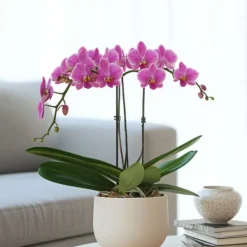 Fjärilsorkidé - Phalaenopsis Multiflora med korg - Höjd 35-45cm - ⌀12cm