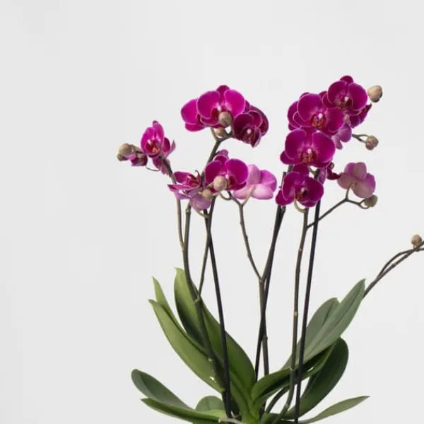 Fjärilsorkidé - Phalaenopsis Multiflora med korg - Höjd 35-45cm - ⌀12cm