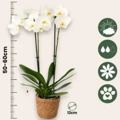 New Fjärilsorkidé - Set med 3 - Phalaenopsis - Höjd 50-60cm - ⌀12cm Krukväxter Inomhus