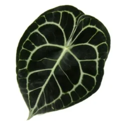 Clearance Flamingo-lilja - Anthurium clarinervium - älsklingblomma - kruka 14cm Krukväxter Inomhus