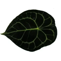 Clearance Flamingo-lilja - Anthurium clarinervium - älsklingblomma - kruka 14cm Krukväxter Inomhus