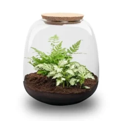 Best Flaska trädgård "Petite Emma" - DIY terrarium för växter - höjd 20cm - med Fittonia White Tiger Kit För Växt- & Örtplantering