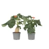 Flaskjatrofa - Set om 2 - Jatropha podagrica - Höjd 25-45cm - ⌀13cm