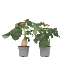 Flaskjatrofa - Set om 2 - Jatropha podagrica - Höjd 25-45cm - ⌀13cm
