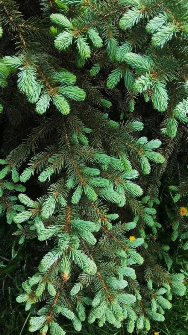 Hot Flerkomponent fjädergödsel för tuja och barrträd Emerald Complex 4kg Gödningsmedel