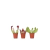 Flugtrumpet - Set om 3 - Sarracenia purpurea - Höjd 10cm - ⌀5,5cm