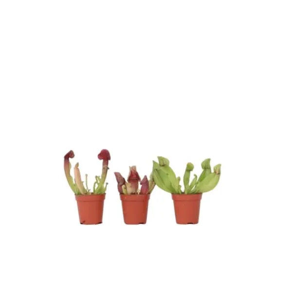 Flugtrumpet - Set om 3 - Sarracenia purpurea - Höjd 10cm - ⌀5,5cm