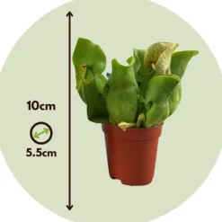 Flugtrumpet - Set om 3 - Sarracenia purpurea - Höjd 10cm - ⌀5,5cm