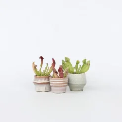 Flugtrumpet - Set om 6 - Sarracenia purpurea - Höjd 15-20cm - ⌀5,5cm