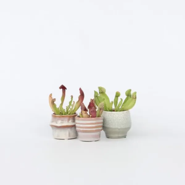 Flugtrumpet - Set om 6 - Sarracenia purpurea - Höjd 15-20cm - ⌀5,5cm