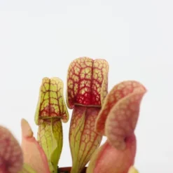 Flugtrumpet - Set om 6 - Sarracenia purpurea - Höjd 15-20cm - ⌀5,5cm
