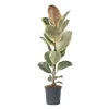 Fönsterfikus - Ficus Elastica 'Tineke' - Höjd 75-100cm - ⌀24cm