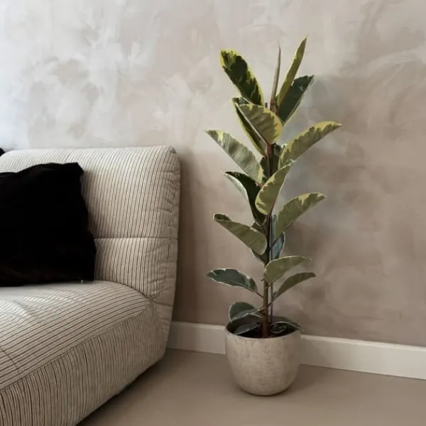 Fönsterfikus - Ficus Elastica 'Tineke' - Höjd 75-100cm - ⌀24cm