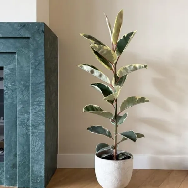 Fönsterfikus - Ficus Elastica 'Tineke' - Höjd 75-100cm - ⌀24cm