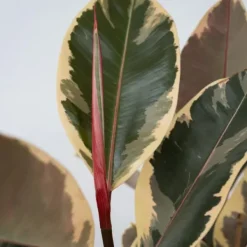Fönsterfikus - Ficus Elastica 'Tineke' - Höjd 75-100cm - ⌀24cm