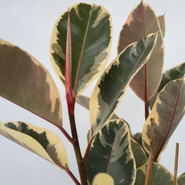 Fönsterfikus - Ficus Elastica 'Tineke' - Höjd 75-100cm - ⌀24cm