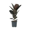 Fönsterfikus - Ficus Elastica 'Abidjan' - Höjd 75-100cm - ⌀24cm