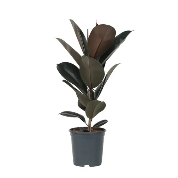 Fönsterfikus - Ficus Elastica 'Abidjan' - Höjd 75-100cm - ⌀24cm