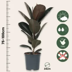 Fönsterfikus - Ficus Elastica 'Abidjan' - Höjd 75-100cm - ⌀24cm