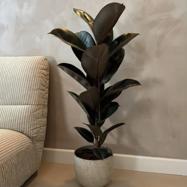 Fönsterfikus - Ficus Elastica 'Abidjan' - Höjd 75-100cm - ⌀24cm