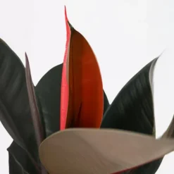 Fönsterfikus - Ficus Elastica 'Abidjan' - Höjd 75-100cm - ⌀24cm