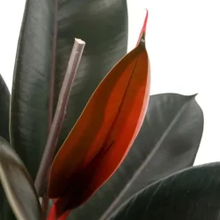 Fönsterfikus - Ficus Elastica 'Abidjan' - Höjd 75-100cm - ⌀24cm