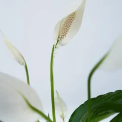 Online Fredskalla + Pokon - Set om 2 - Spathiphyllum 'Lima' - Höjd 60-75cm - ⌀17cm Krukväxter Inomhus