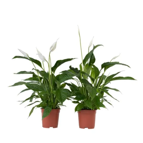 Fredskalla - Set om 2 - Spathiphyllum 'Lima' - Höjd 60-75cm - ⌀17cm