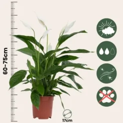 Fredskalla - Set om 2 - Spathiphyllum 'Lima' - Höjd 60-75cm - ⌀17cm
