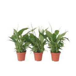 Fredskalla - Set om 3 - Spathiphyllum 'Torelli' - Höjd 30-45cm - ⌀12cm Krukväxter Inomhus