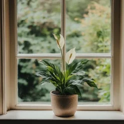 Fredskalla - Set om 3 - Spathiphyllum 'Torelli' - Höjd 30-45cm - ⌀12cm Krukväxter Inomhus