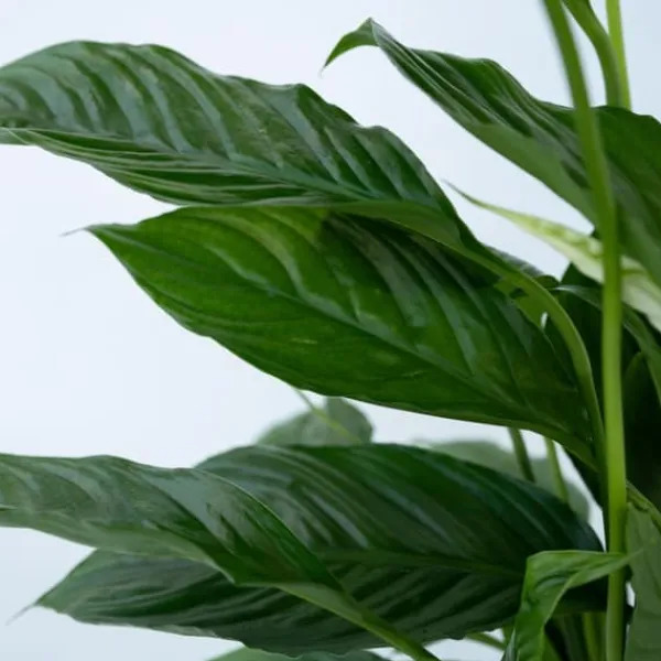 Fredskalla - Set om 3 - Spathiphyllum 'Torelli' - Höjd 30-45cm - ⌀12cm Krukväxter Inomhus