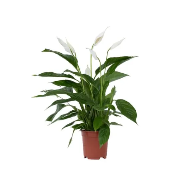 Fredskalla - Spathiphyllum 'Lima' - Höjd 60-75cm - ⌀17cm