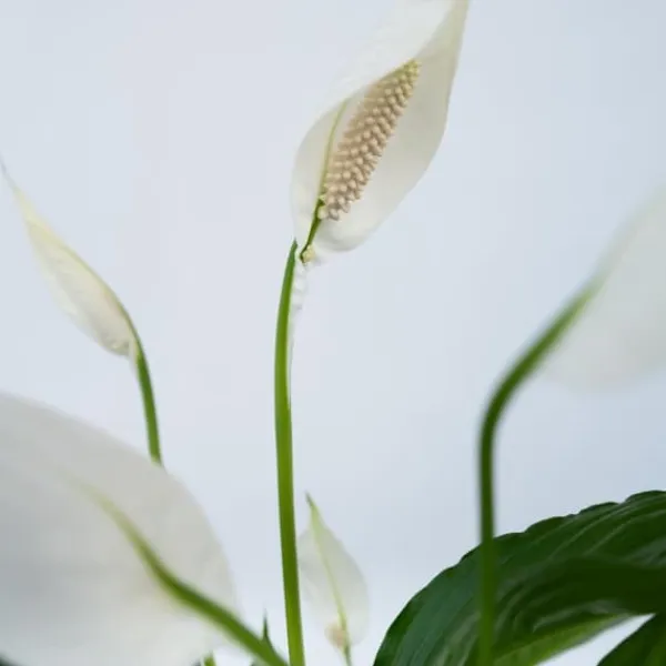 Fredskalla - Spathiphyllum 'Lima' - Höjd 60-75cm - ⌀17cm