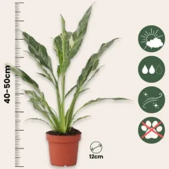 Discount Fredskalla - Spathiphyllum 'Diamond' - Höjd 40-50cm - ⌀12cm Krukväxter Inomhus