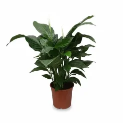 Fredskalla Krukväxt Ø24 cm, Höjd ca 80 cm