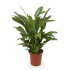 Clearance Fredskalla Spathiphyllum Ø17cm Höjd ca 65cm Krukväxter Inomhus