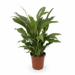 Clearance Fredskalla Spathiphyllum Ø17cm Höjd ca 65cm Krukväxter Inomhus