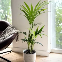 Outlet Förmakspalm - Howea forsteriana - Höjd 90-100cm - ⌀18cm Krukväxter Inomhus
