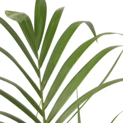 Outlet Förmakspalm - Howea forsteriana - Höjd 90-100cm - ⌀18cm Krukväxter Inomhus