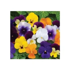 Frön - Horned Violet