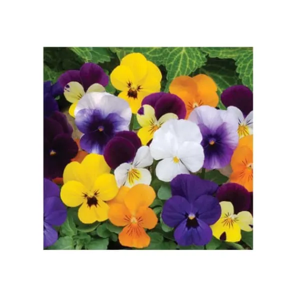 Frön - Horned Violet