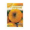 Frön av liten gul solros med full blomma trädgårdsfrö