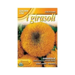 Frön av liten gul solros med full blomma trädgårdsfrö