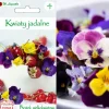 Frön Ätbara blommor, Pensé 0,5 g Fröer & Lökar