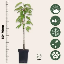 Online Fruktkolonner - Set om 6 - Äpple, päron - Höjd 60-70cm - ⌀9cm Träd